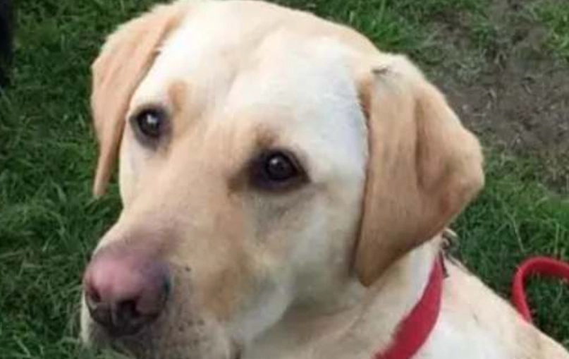 犬隻黑色素瘤成因 犬隻黑色素瘤成因