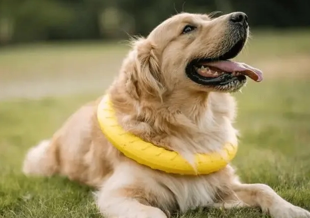 犬神經炎症狀 犬神經炎症狀