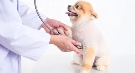 犬心寶不良反應 犬心寶不良反應