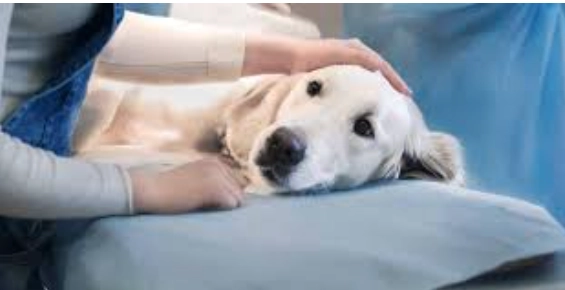 犬心孢蟲預防 犬心孢蟲預防