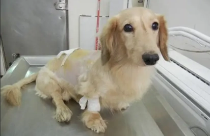 犬心寶安全嗎 犬心寶安全嗎