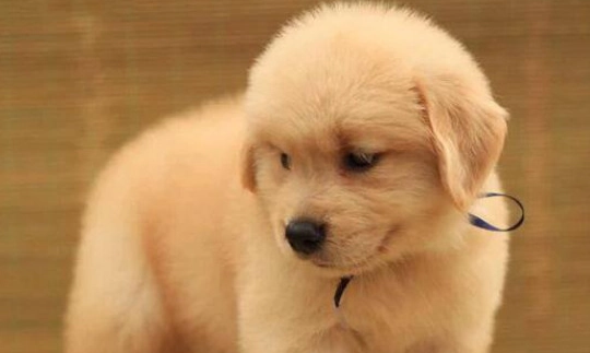 老年犬認知障礙 老年犬認知障礙