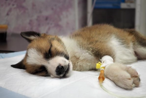 狗腎衰竭末期護理 狗腎衰竭末期護理