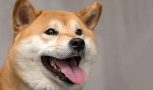狗狗愛主人表現 狗狗愛主人表現