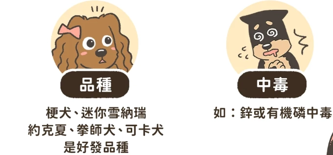 狗狗胰臟炎飲食管理 狗狗胰臟炎飲食管理