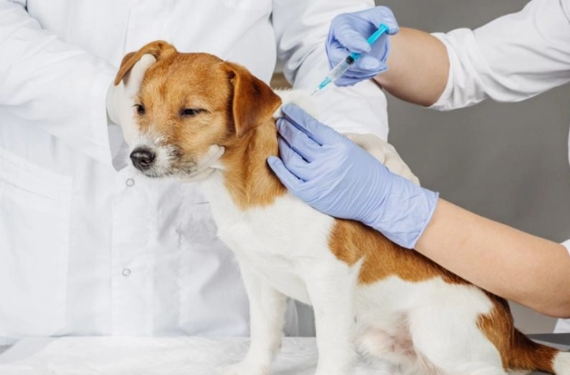 犬心絲蟲後遺症管理 犬心絲蟲後遺症管理