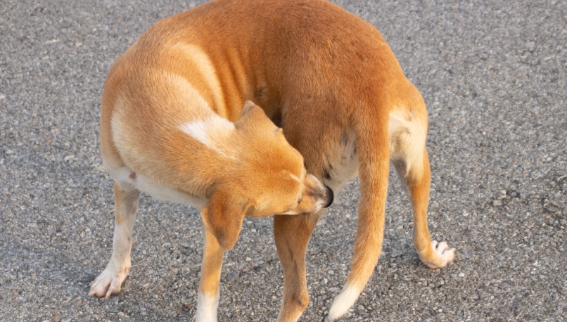 犬神經炎症狀 犬神經炎症狀