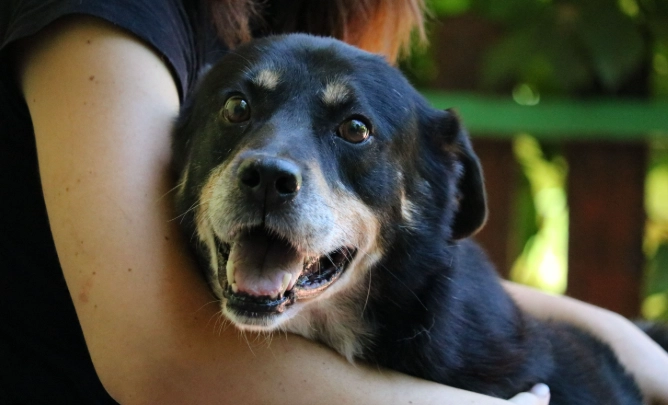 犬神經炎症狀 犬神經炎症狀