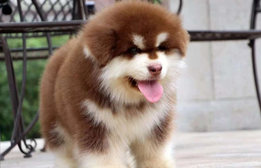 狗狗轉圈行為 狗狗轉圈行為