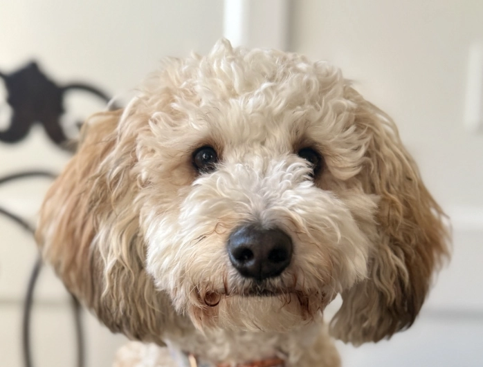 犬寄生虫症狀 犬寄生虫症狀