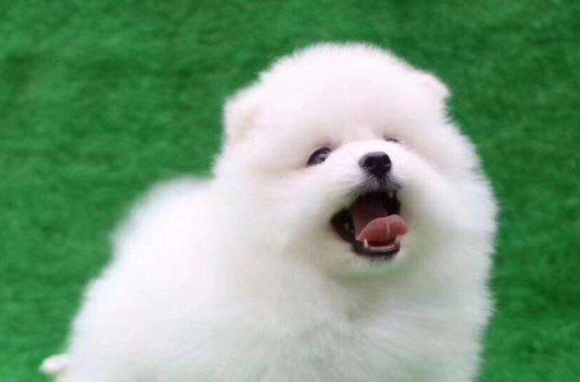 犬類口腔保健 犬類口腔保健