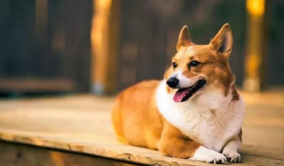 幼犬感冒治療 幼犬感冒治療