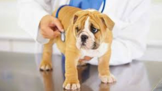 犬心孢蟲預防 犬心孢蟲預防