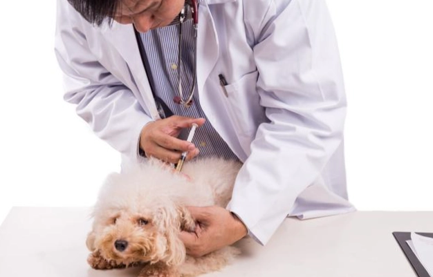犬心寶不良反應 犬心寶不良反應