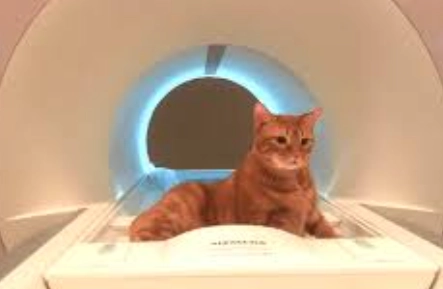 貓 MRI 檢查 貓 MRI 檢查