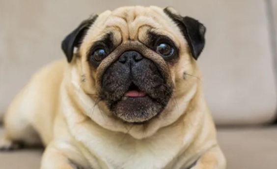 犬隻呼吸困難分級 犬隻呼吸困難分級