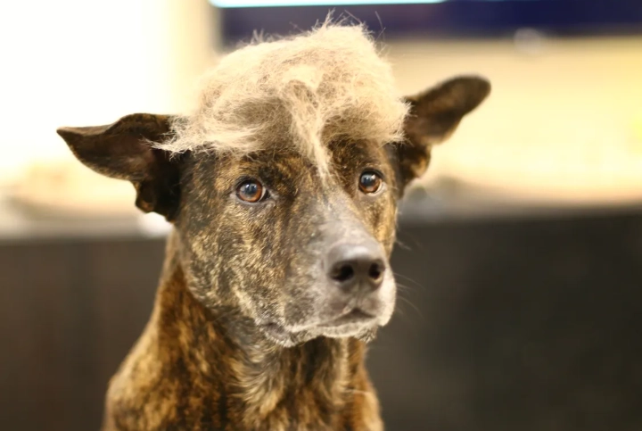 犬寄生虫症狀 犬寄生虫症狀