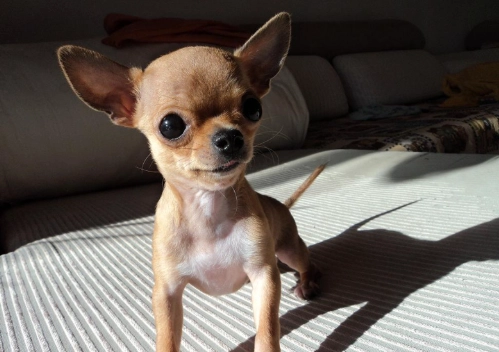 犬腦積水壽命 犬腦積水壽命