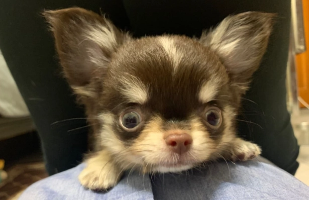 犬腦積水壽命 犬腦積水壽命