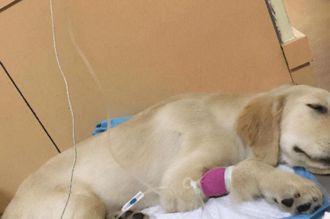 犬心絲蟲後遺症管理 犬心絲蟲後遺症管理