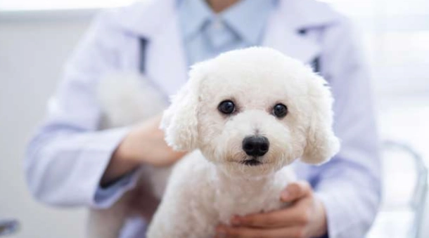 犬心寶安全嗎 犬心寶安全嗎