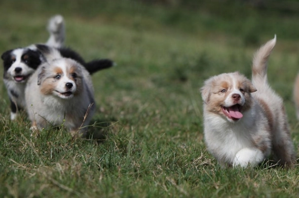犬疥癬蟲治療 犬疥癬蟲治療