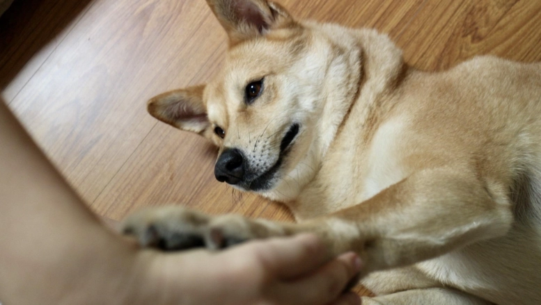 如何知道狗狗愛你 如何知道狗狗愛你