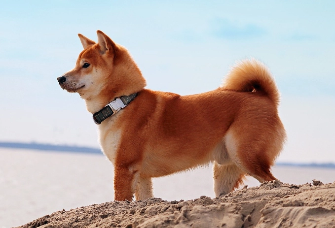 柴犬行為異常 柴犬行為異常