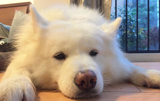 狗牙周病治療 狗牙周病治療
