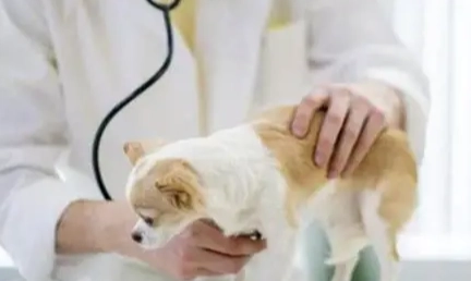 犬心寶安全嗎 犬心寶安全嗎