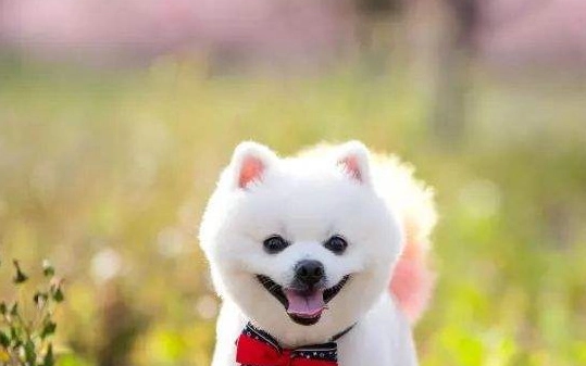 狗牙周病症狀 狗牙周病症狀