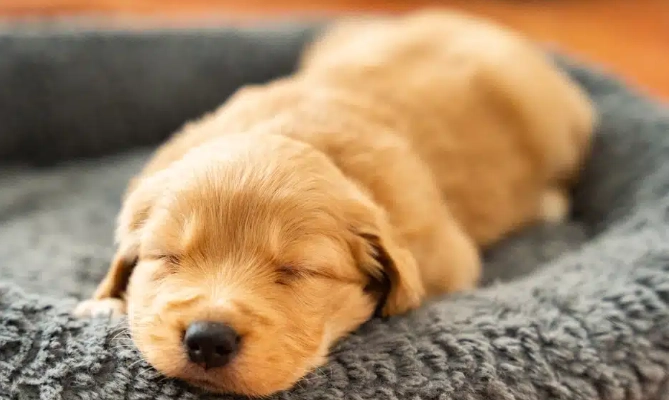 犬神經炎症狀 犬神經炎症狀