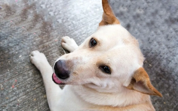 狗狗喜歡的人特質 狗狗喜歡的人特質