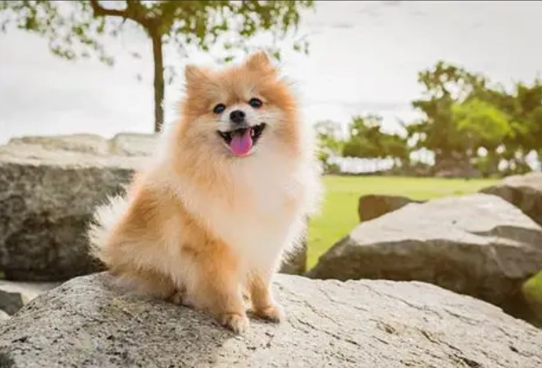 狗狗皮膚變黑 狗狗皮膚變黑