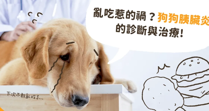 胰臟炎灌食方法 胰臟炎灌食方法