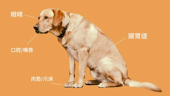 犬隻黑色素瘤成因 犬隻黑色素瘤成因