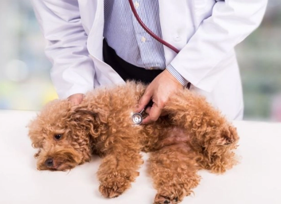 犬心寶安全嗎 犬心寶安全嗎