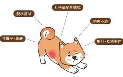 胰臟炎脫水症狀 胰臟炎脫水症狀