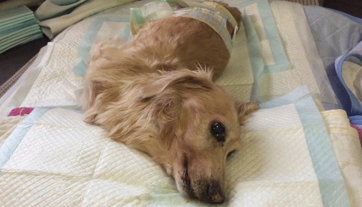 狗腎衰竭末期護理 狗腎衰竭末期護理