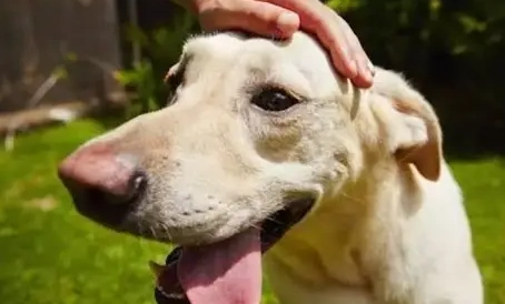 犬隻緊急症狀 犬隻緊急症狀