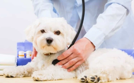 犬心寶不良反應 犬心寶不良反應