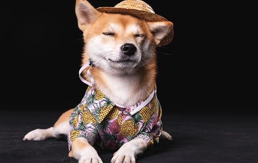 老年犬認知障礙 老年犬認知障礙