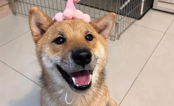 狗狗痘痘處理 狗狗痘痘處理