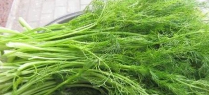 茴香栽培技巧 茴香栽培技巧