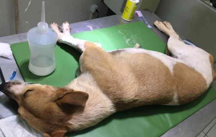 狗腎衰竭臨終症狀 狗腎衰竭臨終症狀