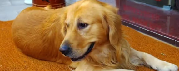 狗神經炎症狀 狗神經炎症狀