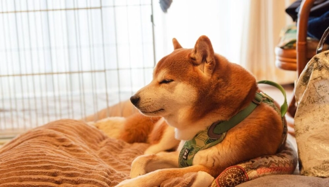 狗狗異常行為 狗狗異常行為