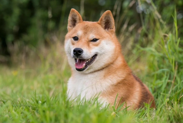 柴犬行為異常 柴犬行為異常