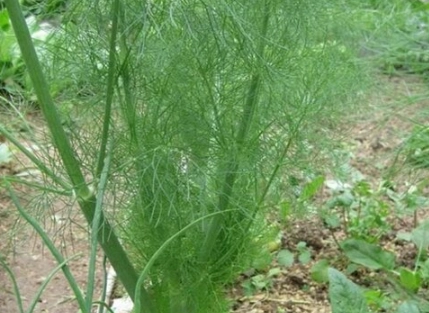 茴香種植常見問題 茴香種植常見問題