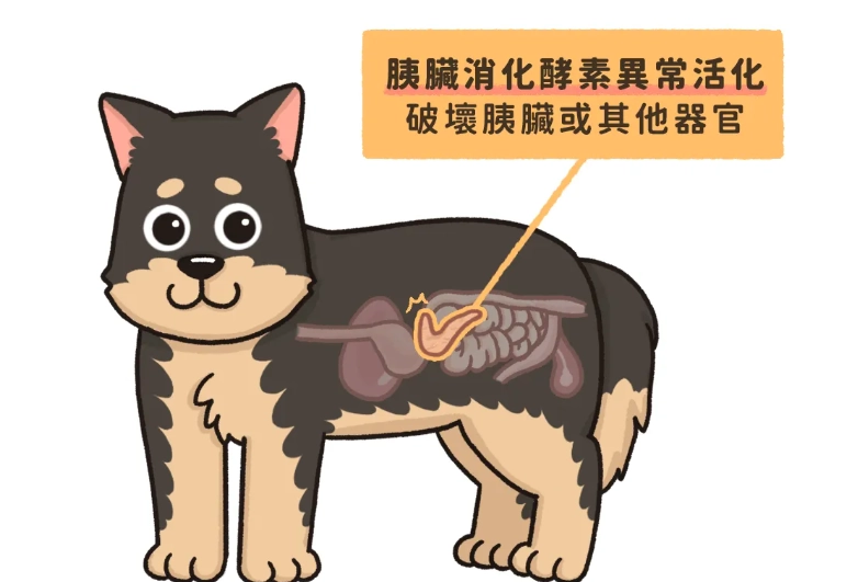 狗狗胰臟炎飲食管理 狗狗胰臟炎飲食管理